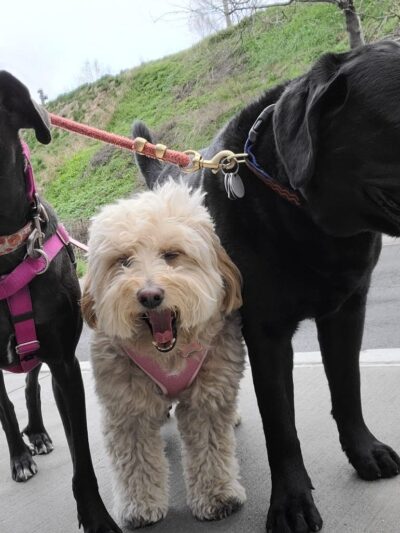 Brooklyn Tails and Trails - Brooklyn, NY