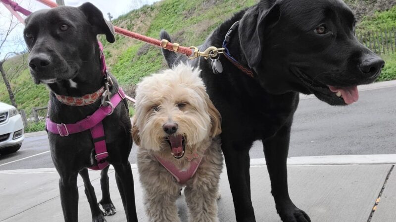 Brooklyn Tails and Trails - Brooklyn, NY