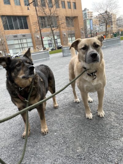 Brooklyn Tails and Trails - Brooklyn, NY