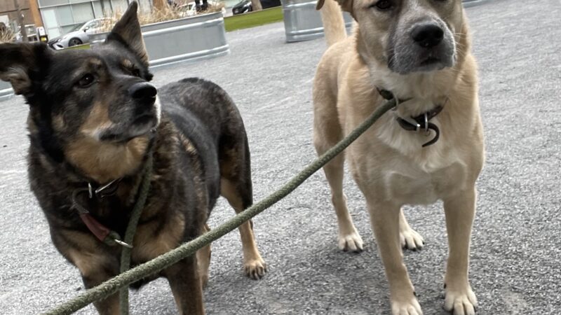 Brooklyn Tails and Trails - Brooklyn, NY