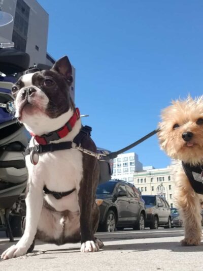 Brooklyn Tails and Trails - Brooklyn, NY