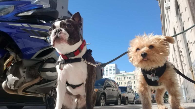 Brooklyn Tails and Trails - Brooklyn, NY