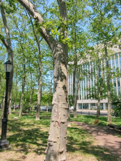 Cadman Plaza Park - Brooklyn, NY