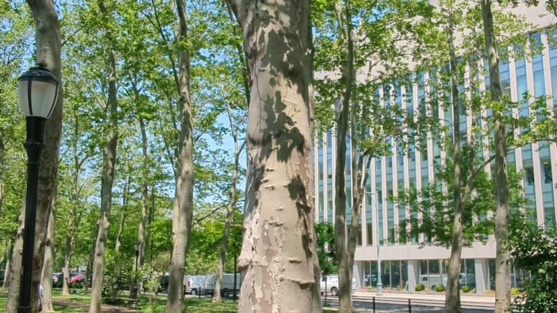 Cadman Plaza Park - Brooklyn, NY