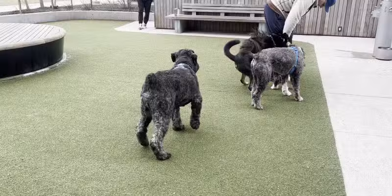 Dog Park - Brooklyn, NY
