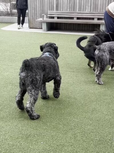 Dog Park - Brooklyn, NY