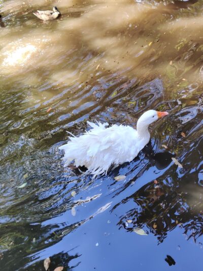 East Flatbush Children's Playground - Brooklyn, NY