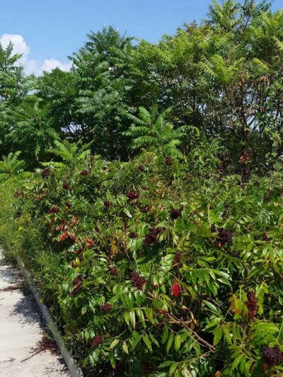 Ecology Park - Brooklyn, NY