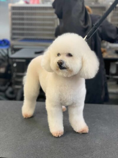 Homedoggy - Brooklyn, NY