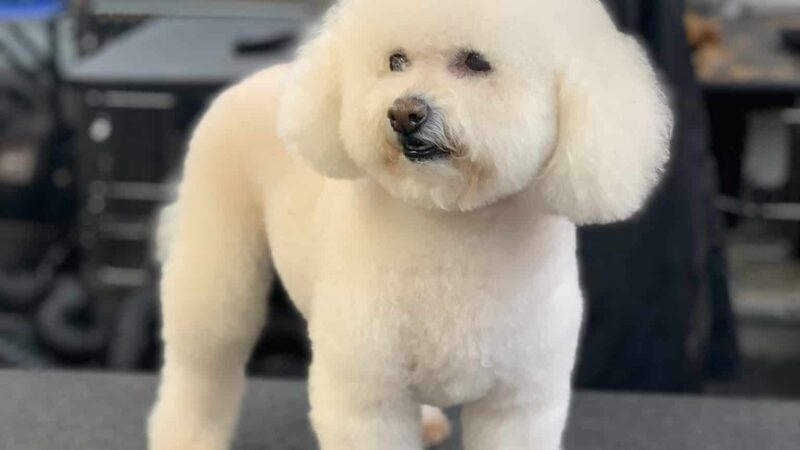 Homedoggy - Brooklyn, NY