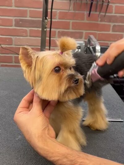 Homedoggy - Brooklyn, NY