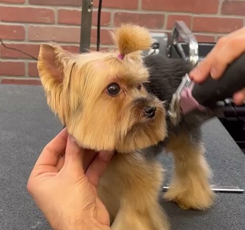 Homedoggy - Brooklyn, NY