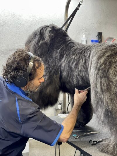 Homedoggy - Brooklyn, NY