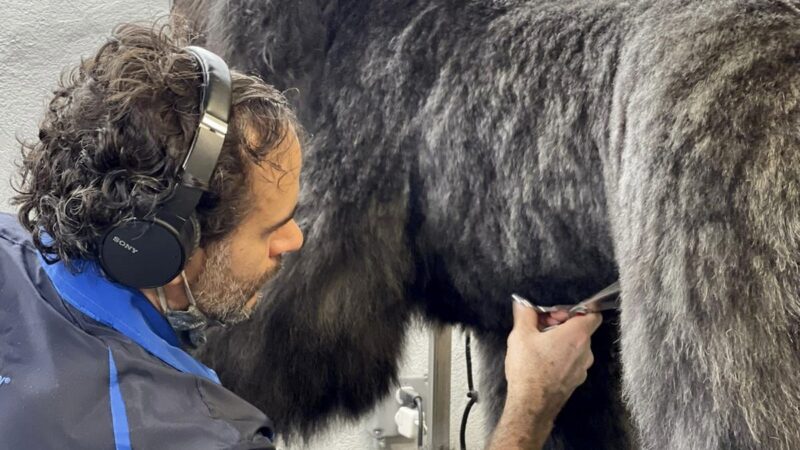 Homedoggy - Brooklyn, NY