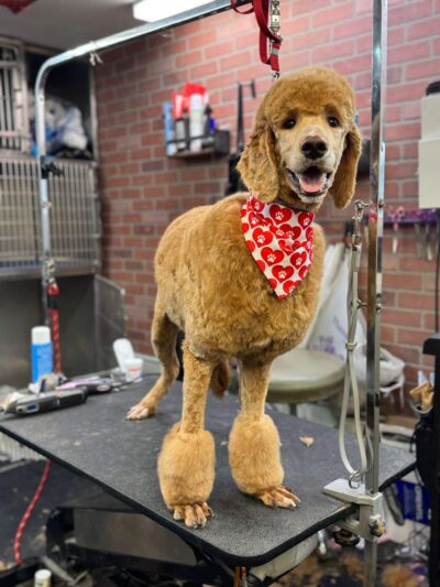 Homedoggy - Brooklyn, NY