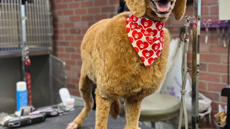 Homedoggy - Brooklyn, NY