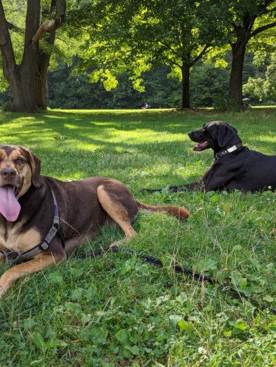 HouseBroken, Inc. - Brooklyn, NY