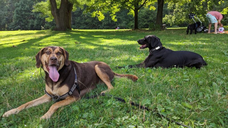 HouseBroken, Inc. - Brooklyn, NY