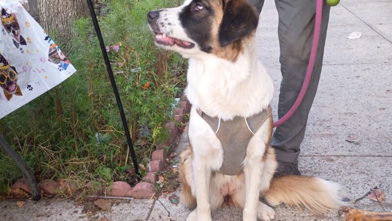 Jackie Robinson Park Playground - Brooklyn, NY