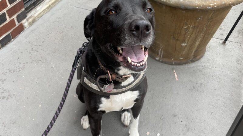 Lucky Dog - Brooklyn, NY
