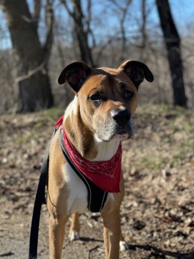 Lucky Dog - Brooklyn, NY