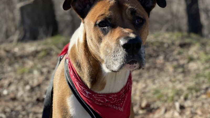 Lucky Dog - Brooklyn, NY