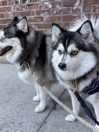 Lucky Dog - Brooklyn, NY