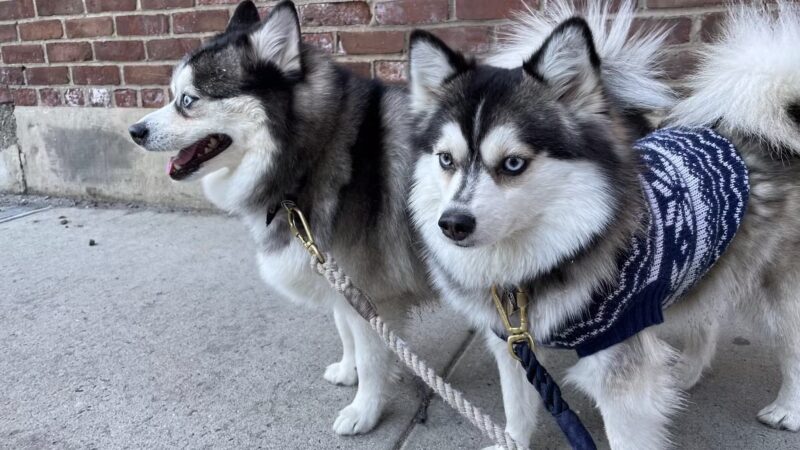 Lucky Dog - Brooklyn, NY