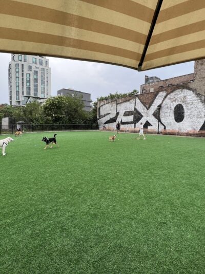 Marcy Green Dog Park - Brooklyn, NY