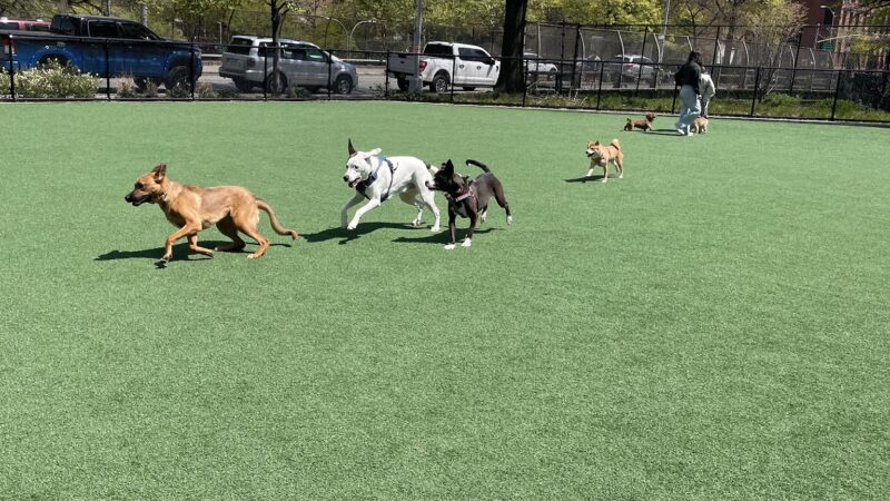 Marcy Green Dog Park - Brooklyn, NY