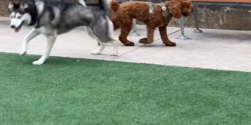 Marcy Green Dog Park - Brooklyn, NY