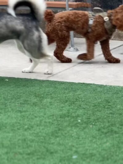 Marcy Green Dog Park - Brooklyn, NY