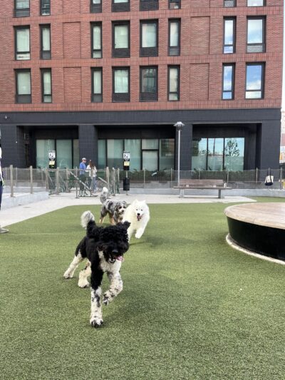 Pacific Park Dog Run - Brooklyn, NY