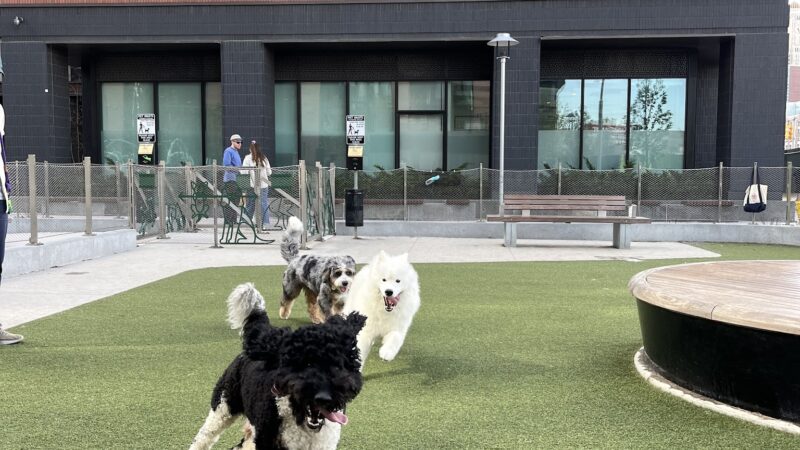 Pacific Park Dog Run - Brooklyn, NY