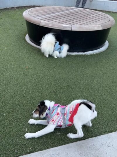 Pacific Park Dog Run - Brooklyn, NY
