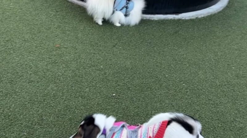 Pacific Park Dog Run - Brooklyn, NY