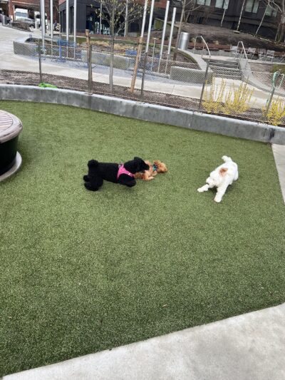 Pacific Park Dog Run - Brooklyn, NY