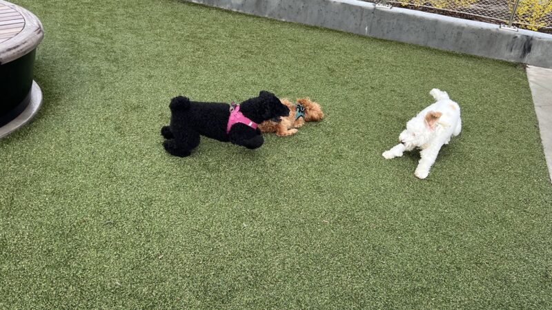 Pacific Park Dog Run - Brooklyn, NY