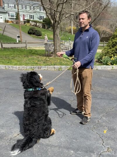 Pawmos Dog Training - Brooklyn, NY
