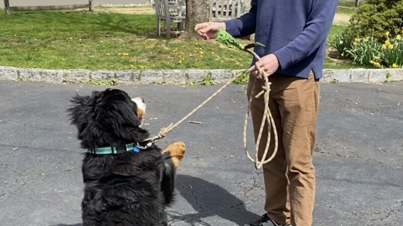 Pawmos Dog Training - Brooklyn, NY
