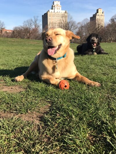 Pawmos Dog Training - Brooklyn, NY