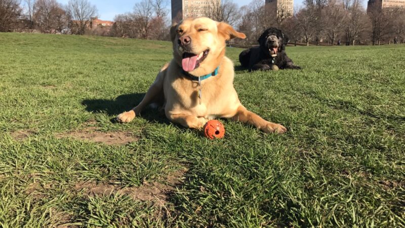 Pawmos Dog Training - Brooklyn, NY