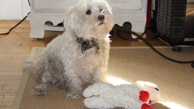 Pawmos Dog Training - Brooklyn, NY