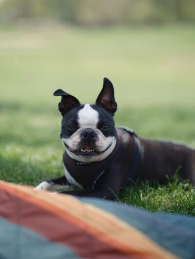 Pawmos Dog Training - Brooklyn, NY