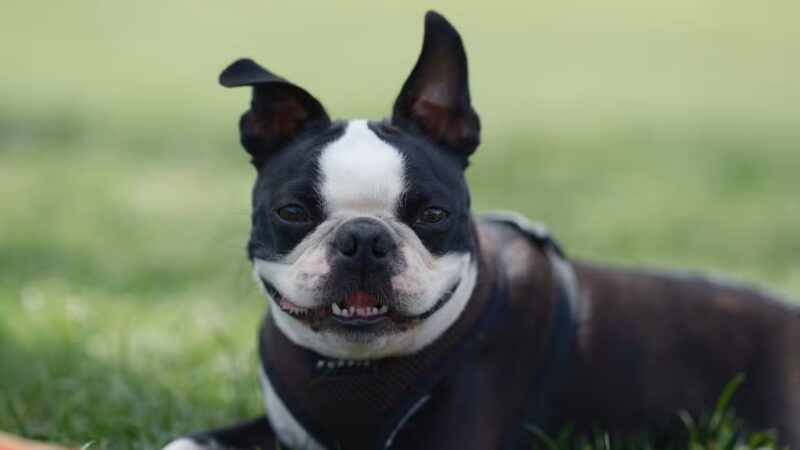 Pawmos Dog Training - Brooklyn, NY