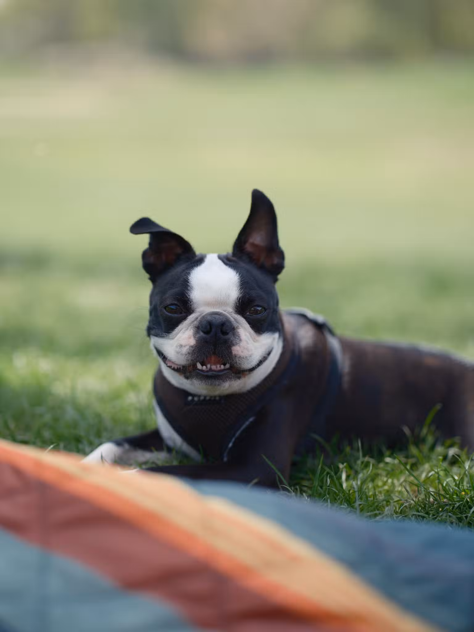 Pawmos Dog Training - Brooklyn, NY