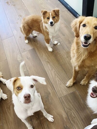 ProspectBArk! - Brooklyn, NY