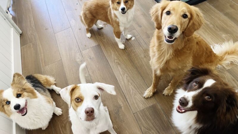 ProspectBArk! - Brooklyn, NY