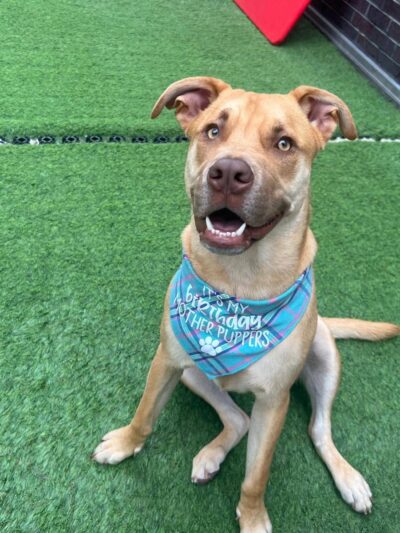 ProspectBArk! - Brooklyn, NY