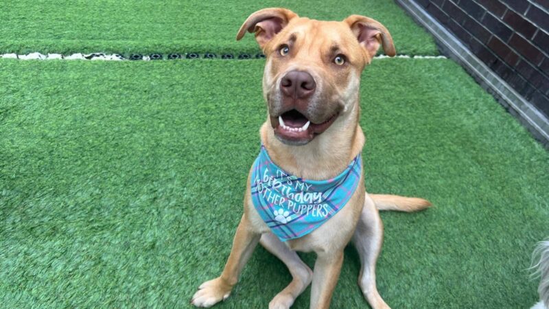 ProspectBArk! - Brooklyn, NY